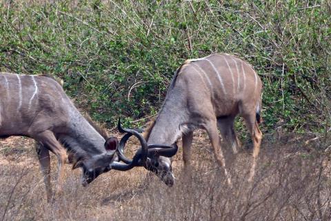 lesser kudu males