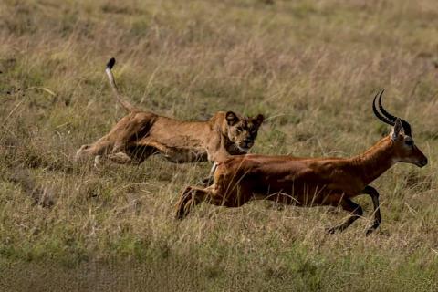 lion hunting antelope