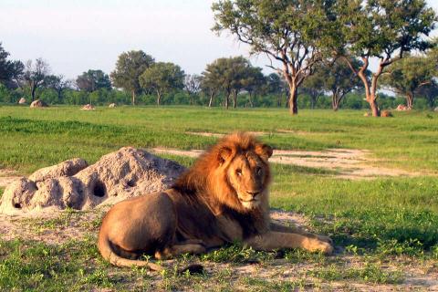lion in hwange np zimbabwe