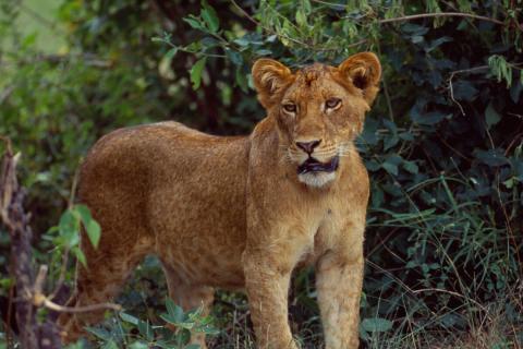 lioness in Murchison Falls Uganda