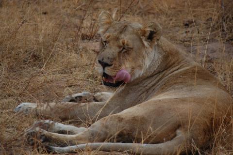 lioness with tongue out