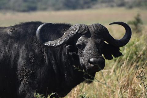 male african cape buffalo