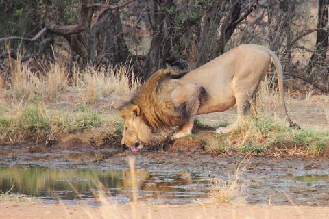 male lion drinking water