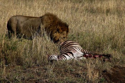 male lion eating zebra