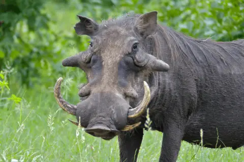 male warthog with big warts