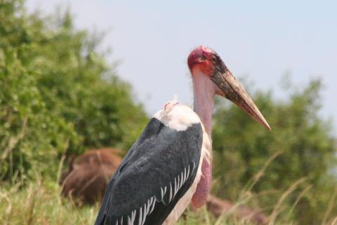marabou stork closeup