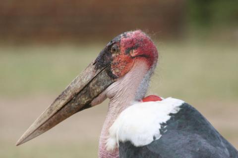 marabou stork head