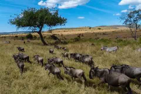 masai mara national reserve kenya