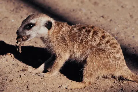 meerkat eating a frog
