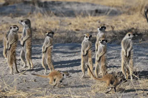 meerkats in makgadikgadi
