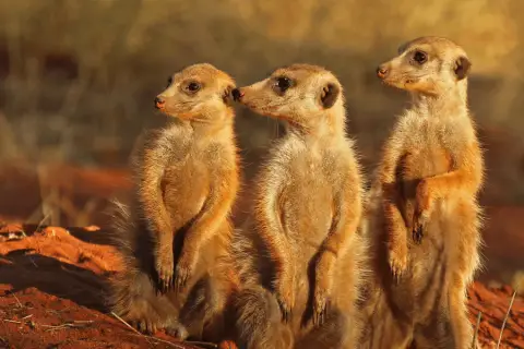 meerkats on look out