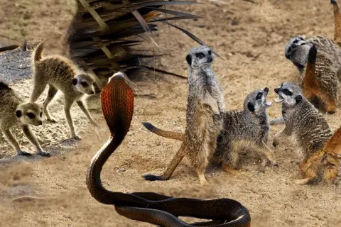 meerkats v cobra snake