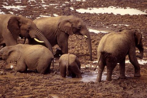 muddy elephants in Aberdare np Kenya