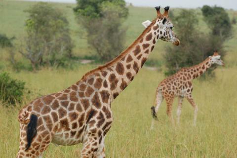 giraffes in Murchison Falls NP Uganda