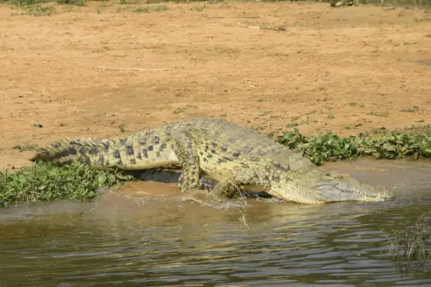 nile crocodile entering water