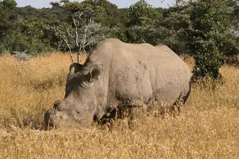 northern white rhino in ol pejeta