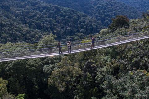 nyungwe canopy walk with visitors