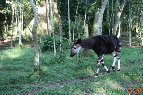 okapi walking