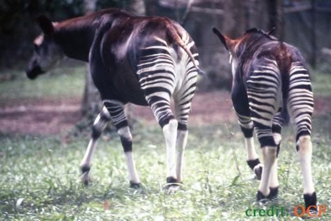 okapi with calf