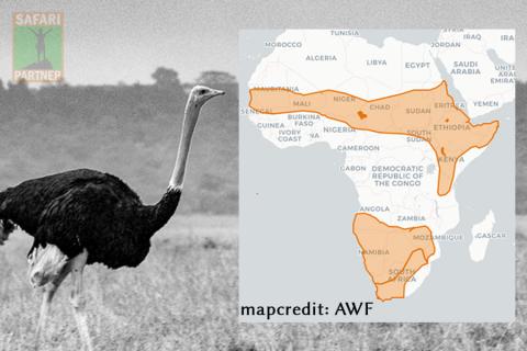 ostrich habitat map