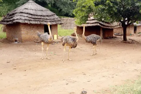 ostriches in pian upe