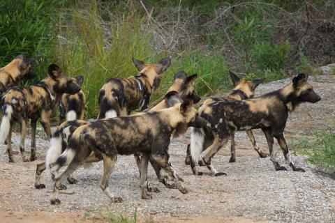 pack of African wild dogs