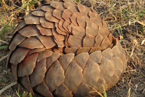 pangolin rolled up