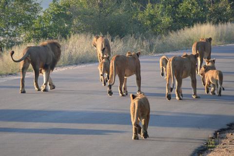 pride of lions on the road in kruger np