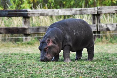 pygmy hippo grazing