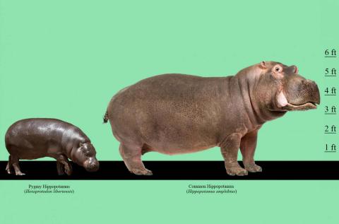 pygmy hippo size