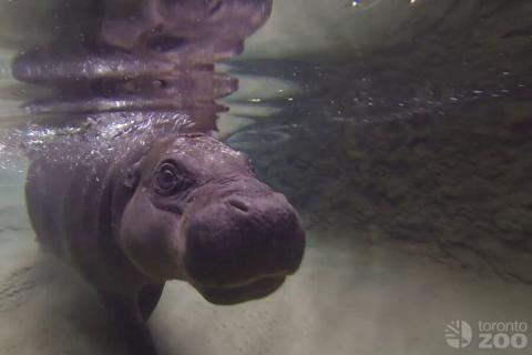 pygmy hippo under water