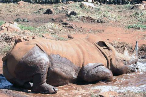 resting rhino in lusaka np