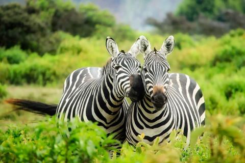 resting zebras