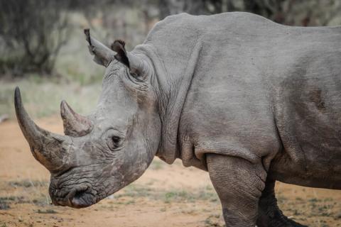 rhino with grown horns
