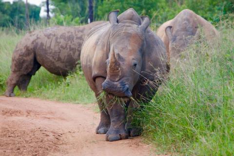 rhinos at ziwa uganda