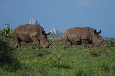 rhinos in Nairobi np