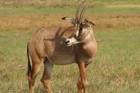 roan antelope in kafue national park
