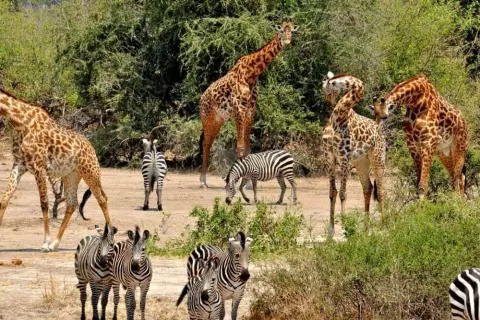 selous game reserve zebra giraffes