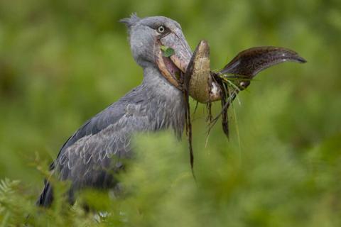 shoebill with prey