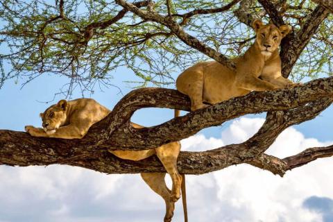 tree climbing lionesses in manyara