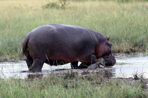 walking hippo