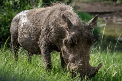 warthog eating grass