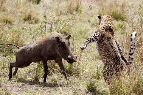 warthog v leopard