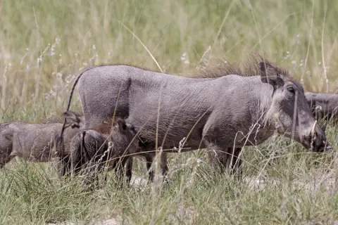 warthog piglets suckling
