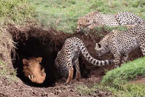 warthog v leopards