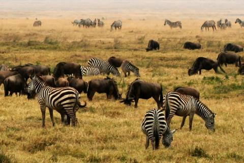 wilde beest and zebra in ngorongoro crater