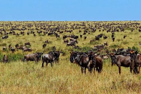 wildebeest super herd great migration