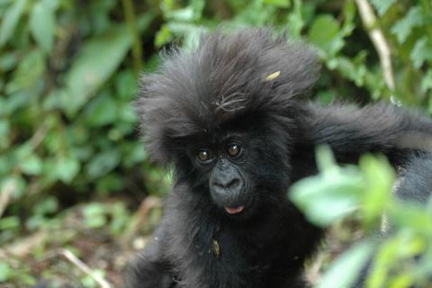 young gorilla in Rwanda
