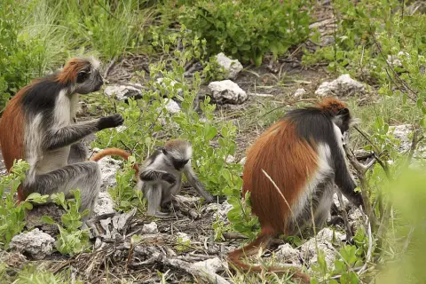 zanzibar red colobus monkey