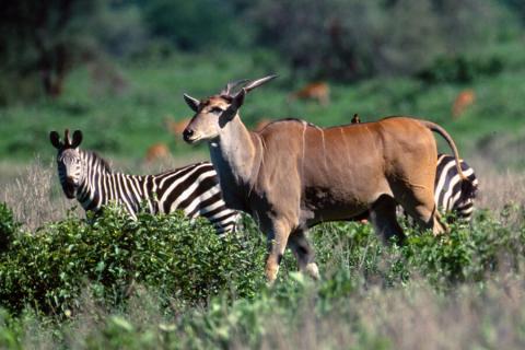 zebra and eland in lake mburo np